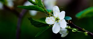 Preview wallpaper flower, branches, leaves, blossoms, spring