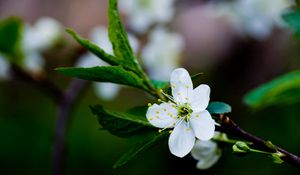 Preview wallpaper flower, branches, leaves, blossoms, spring