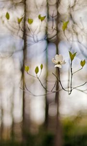 Preview wallpaper flower, branches, white, spring, degradation