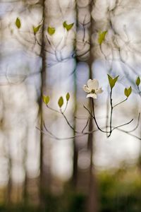 Preview wallpaper flower, branches, white, spring, degradation