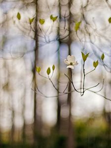 Preview wallpaper flower, branches, white, spring, degradation
