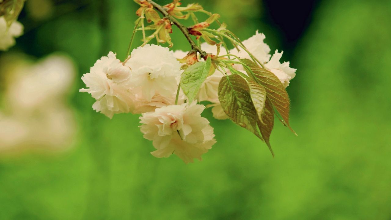 Wallpaper flower, bright, green, beige