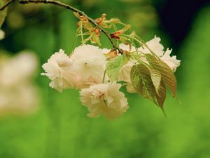 Preview wallpaper flower, bright, green, beige