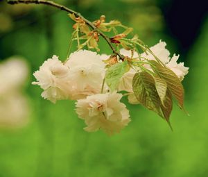 Preview wallpaper flower, bright, green, beige