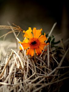 Preview wallpaper flower, bright, hay, straw