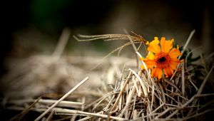 Preview wallpaper flower, bright, hay, straw