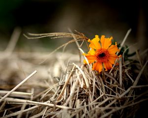 Preview wallpaper flower, bright, hay, straw