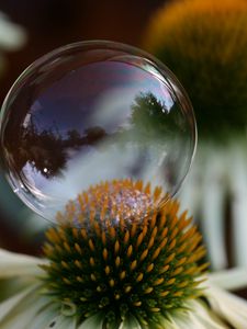 Preview wallpaper flower, bubble, macro