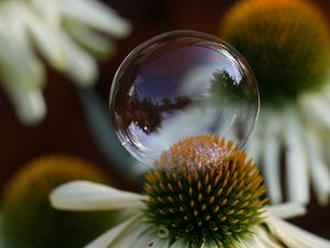 Preview wallpaper flower, bubble, macro