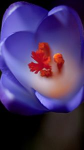 Preview wallpaper flower, bud, background, blurred, stamens