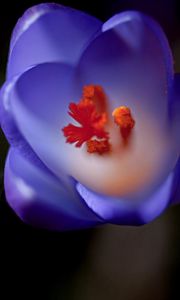 Preview wallpaper flower, bud, background, blurred, stamens