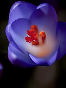 Preview wallpaper flower, bud, background, blurred, stamens