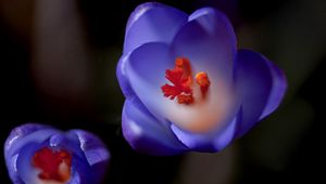 Preview wallpaper flower, bud, background, blurred, stamens