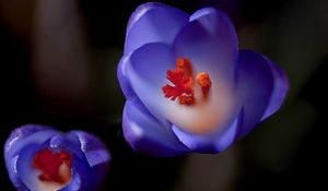 Preview wallpaper flower, bud, background, blurred, stamens