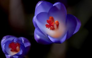 Preview wallpaper flower, bud, background, blurred, stamens