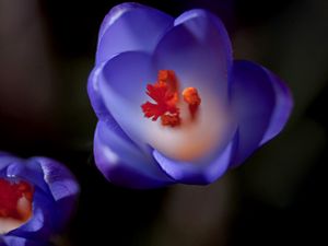 Preview wallpaper flower, bud, background, blurred, stamens