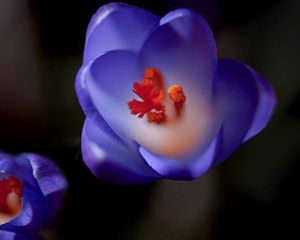 Preview wallpaper flower, bud, background, blurred, stamens