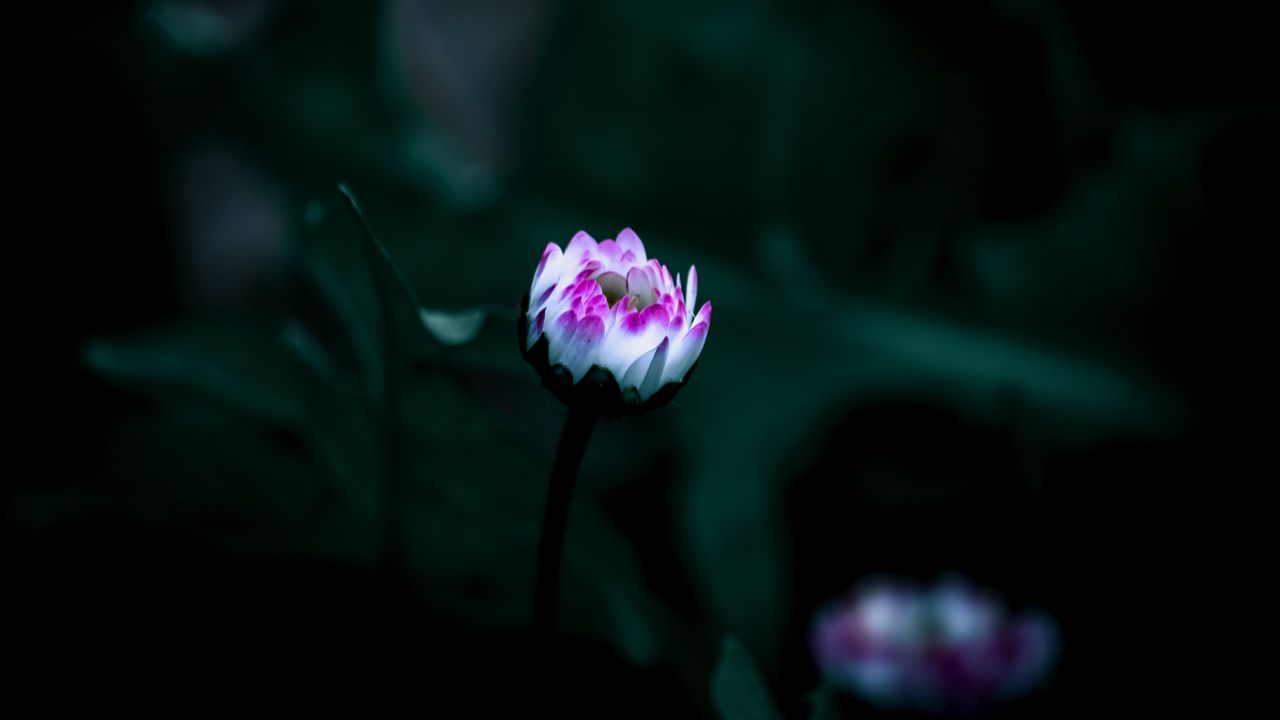 Wallpaper flower, bud, bloom, small, dark