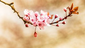 Preview wallpaper flower, bud, bloom, spring