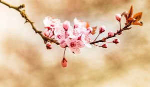 Preview wallpaper flower, bud, bloom, spring