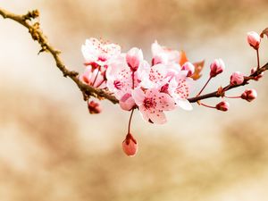 Preview wallpaper flower, bud, bloom, spring
