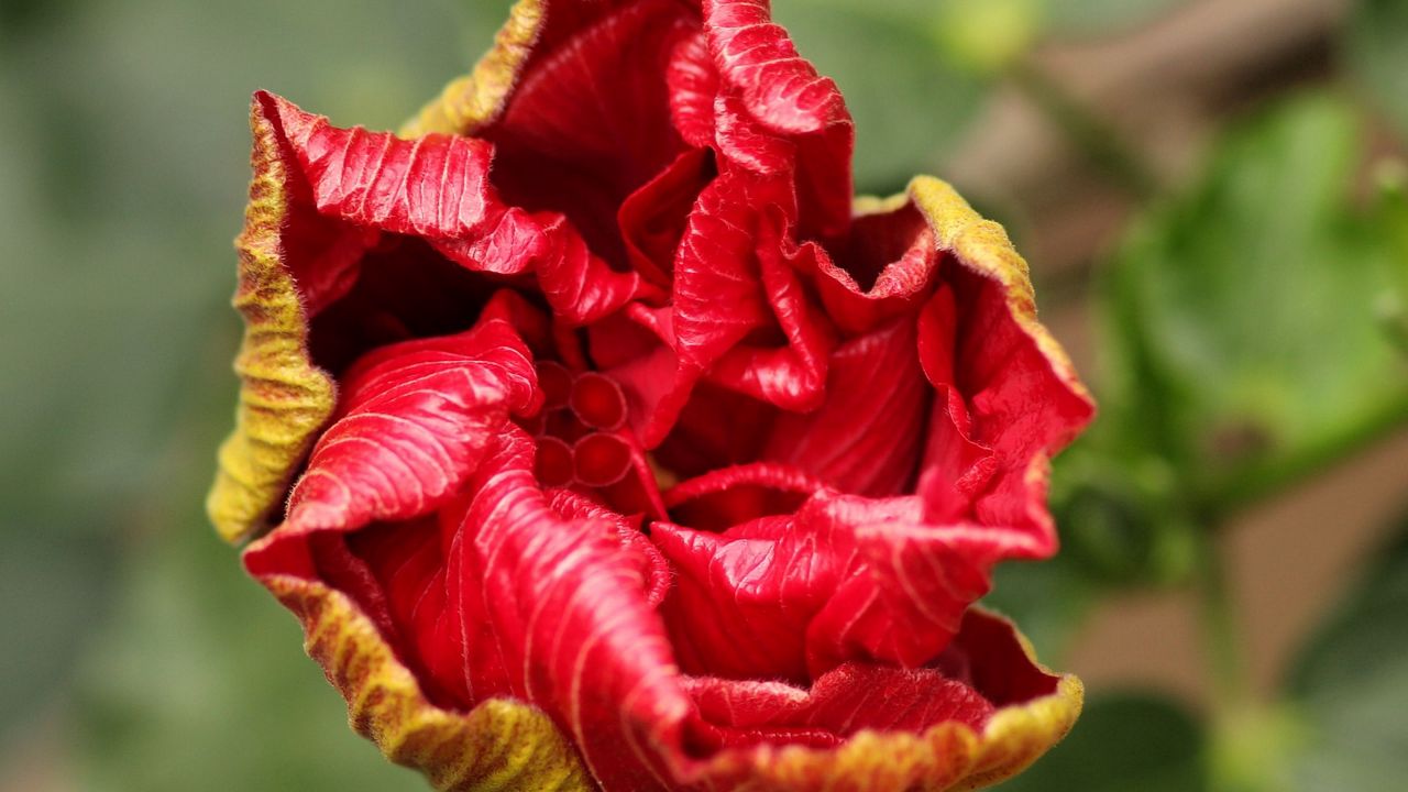 Wallpaper flower, bud, bloom, red, stem