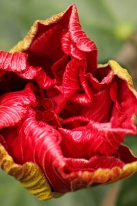 Preview wallpaper flower, bud, bloom, red, stem