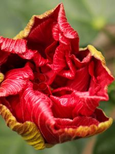 Preview wallpaper flower, bud, bloom, red, stem