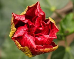 Preview wallpaper flower, bud, bloom, red, stem