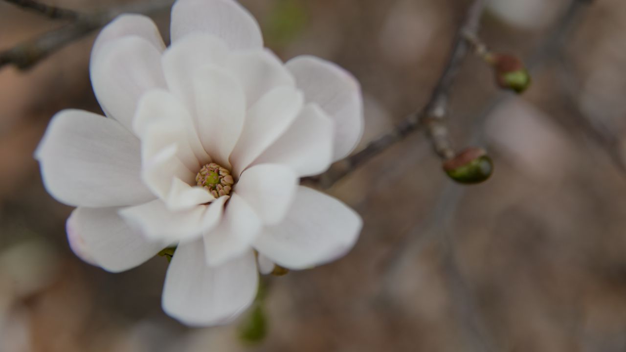 Wallpaper flower, bud, blur, white