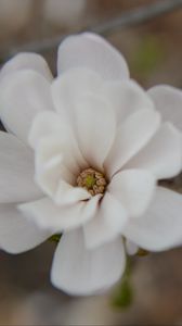 Preview wallpaper flower, bud, blur, white