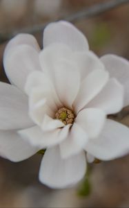 Preview wallpaper flower, bud, blur, white