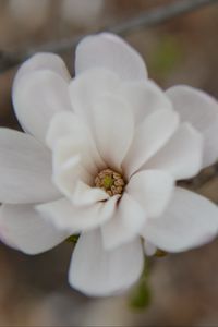 Preview wallpaper flower, bud, blur, white