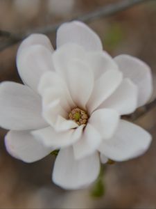 Preview wallpaper flower, bud, blur, white