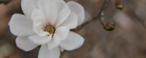 Preview wallpaper flower, bud, blur, white