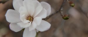 Preview wallpaper flower, bud, blur, white