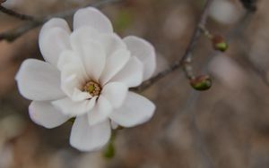Preview wallpaper flower, bud, blur, white