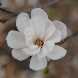 Preview wallpaper flower, bud, blur, white