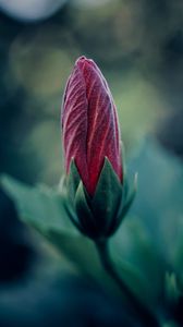 Preview wallpaper flower, bud, blur, macro, plant
