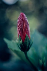 Preview wallpaper flower, bud, blur, macro, plant