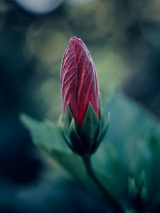 Preview wallpaper flower, bud, blur, macro, plant