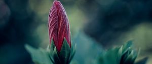 Preview wallpaper flower, bud, blur, macro, plant