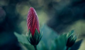 Preview wallpaper flower, bud, blur, macro, plant