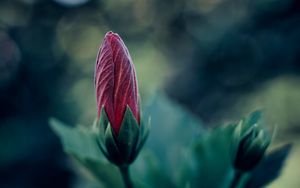 Preview wallpaper flower, bud, blur, macro, plant