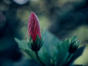 Preview wallpaper flower, bud, blur, macro, plant