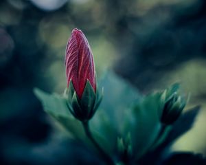 Preview wallpaper flower, bud, blur, macro, plant