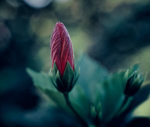 Preview wallpaper flower, bud, blur, macro, plant
