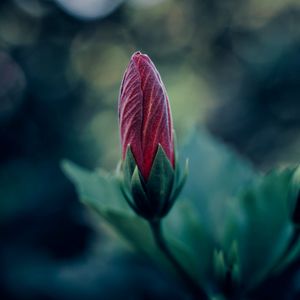 Preview wallpaper flower, bud, blur, macro, plant