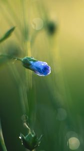 Preview wallpaper flower, bud, blur, macro, blue, green