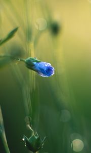 Preview wallpaper flower, bud, blur, macro, blue, green